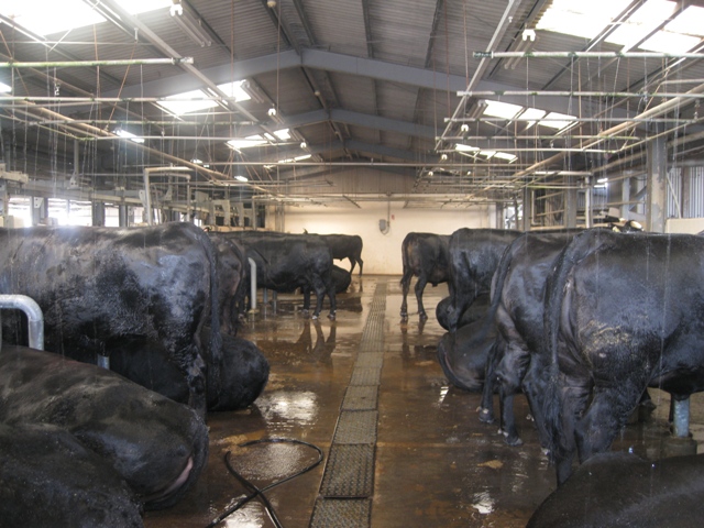 A cattle depot at a beef processing plant in Miyazaki.